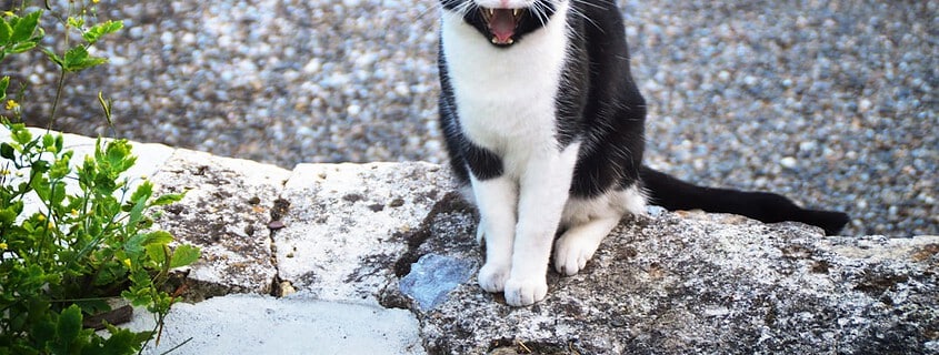 Photo Chat interface