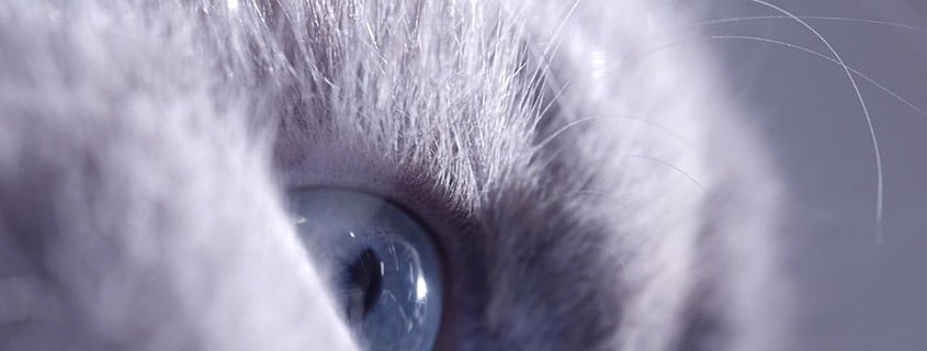 Photo Chat interface