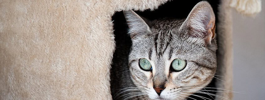 Photo Voice-based chat